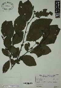 Corylus cornuta image