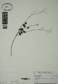 Desmodium lineatum image