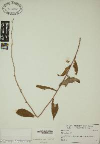 Solidago bicolor image
