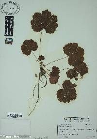 Heuchera parviflora image