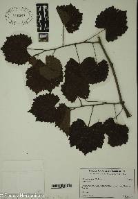 Vitis rotundifolia image