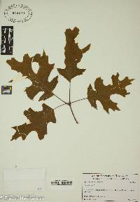 Quercus coccinea image