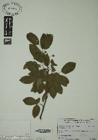 Amelanchier canadensis image