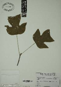 Image Associated With the Occurence