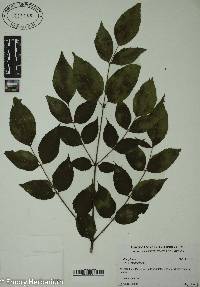 Aralia spinosa image