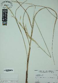 Aristida purpurascens image