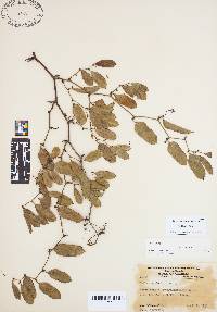 Smilax auriculata image