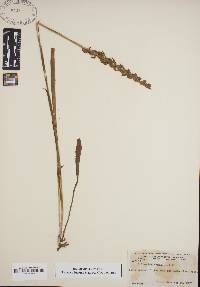 Spiranthes cernua image