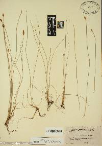 Eleocharis tricostata image