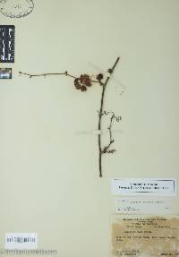 Smilax walteri image