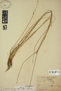 Eleocharis tricostata image