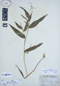 Panicum boscii image