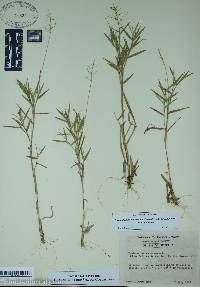 Dichanthelium acuminatum subsp. acuminatum image