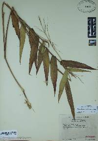 Dichanthelium latifolium image