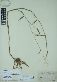 Dichanthelium acuminatum subsp. spretum image