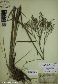 Lophiola aurea image