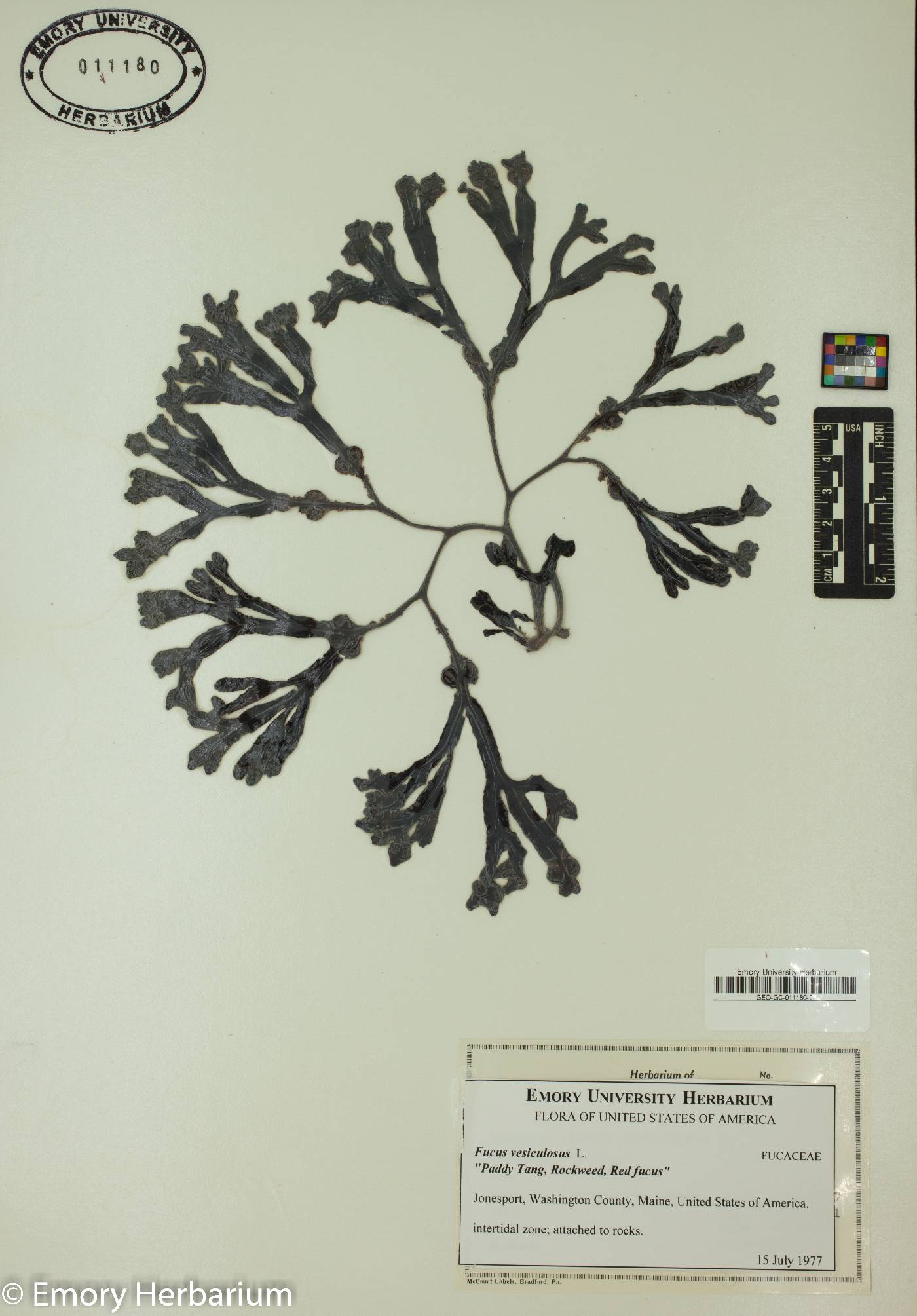 Fucus vesiculosus image