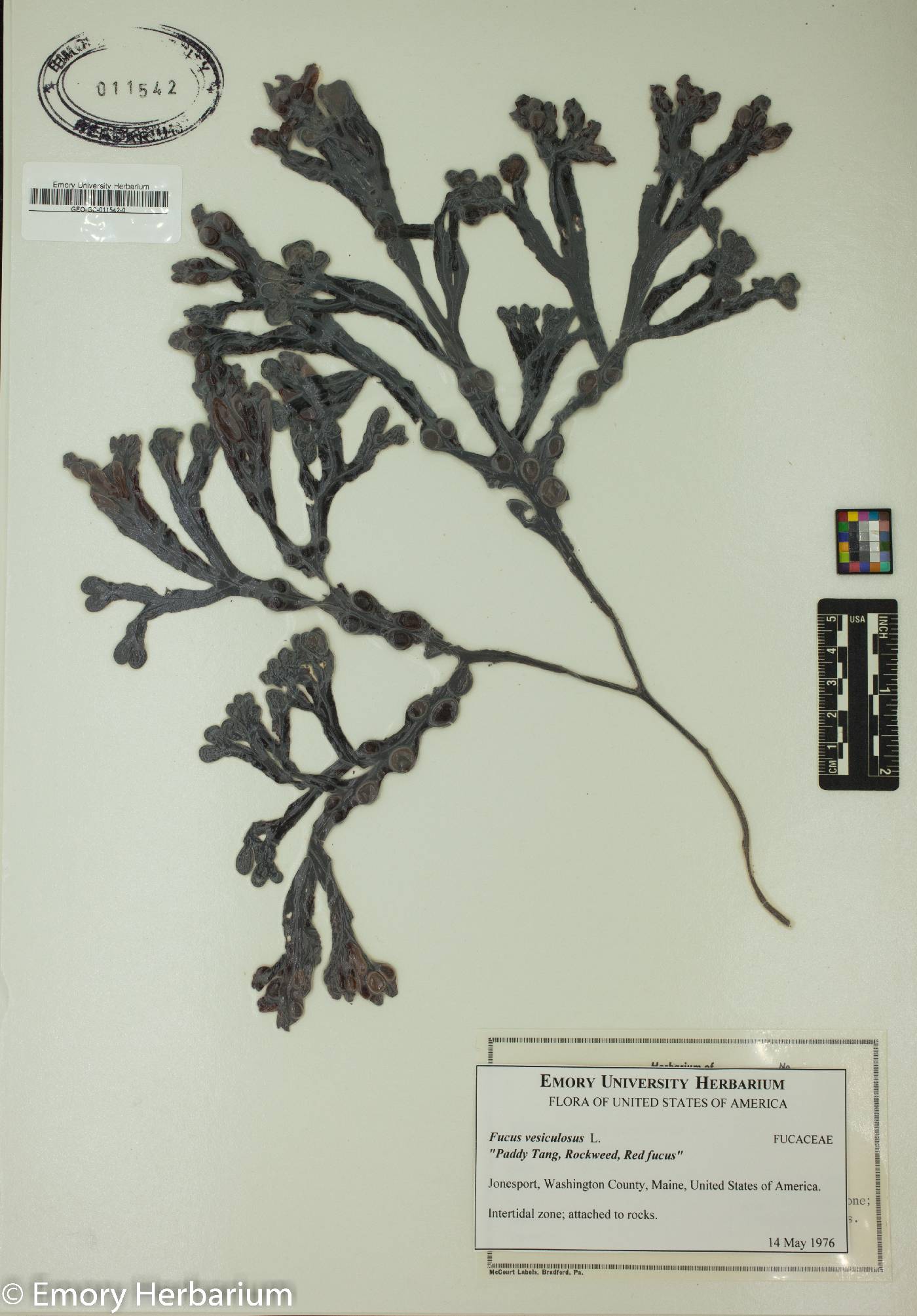 Fucus vesiculosus image