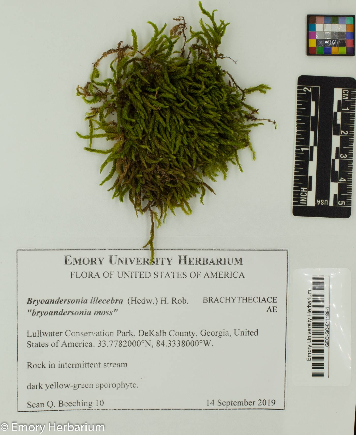 Bryoandersonia illecebra image