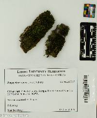 Platygyrium repens image