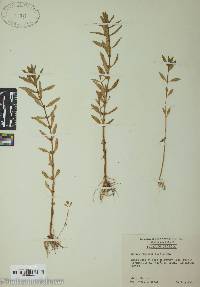 Rotala ramosior image