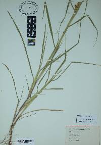 Cenchrus spinifex image