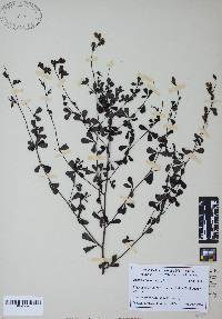 Baptisia tinctoria image