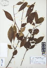 Ilex montana image