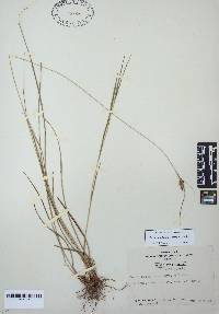 Carex complanata image