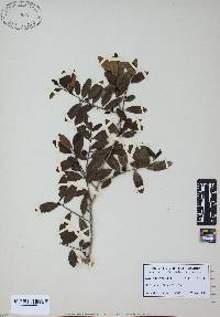 Ilex vomitoria image