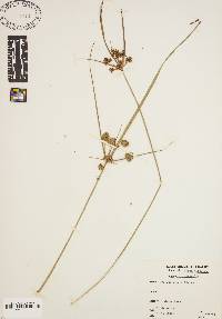 Cyperus virens image