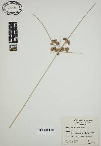 Cyperus virens image