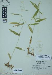 Dichanthelium polyanthes image