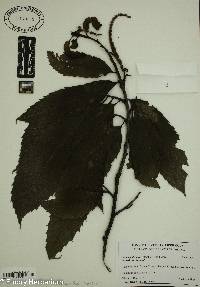 Castanea dentata image