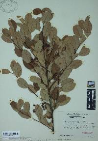 Amelanchier canadensis image