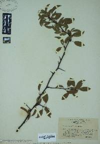 Prunus angustifolia image