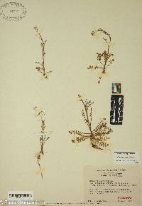 Cardamine parviflora image