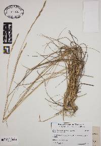 Elymus lanceolatus image