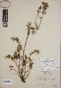Image of Packera millefolium