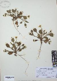 Chrysogonum virginianum image