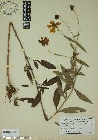 Coreopsis pubescens image