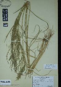 Eragrostis pilosa image