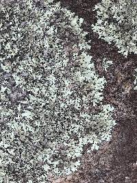 Physcia subtilis image