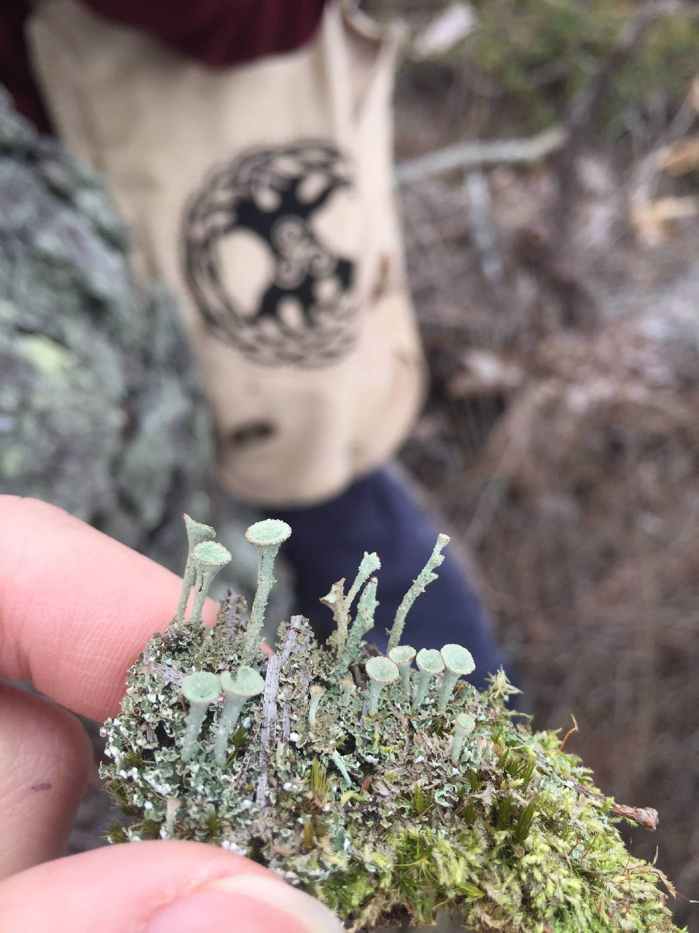 Cladonia chlorophaea image