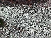 Physcia subtilis image