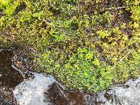 Sphagnum subsecundum image