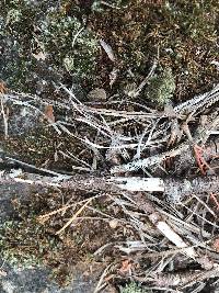 Leucobryum albidum image