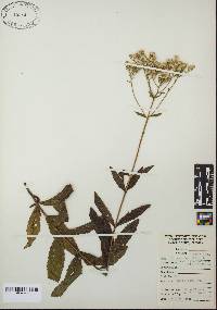 Eupatorium album var. glandulosum image