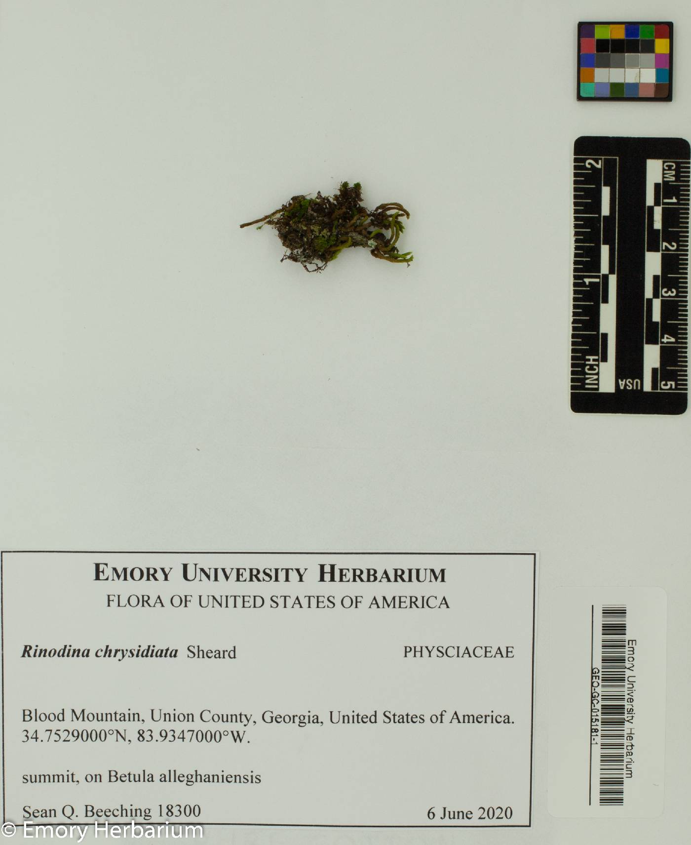 Rinodina chrysidiata image