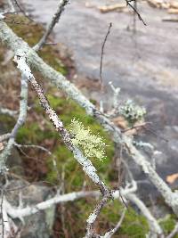 Canoparmelia caroliniana image